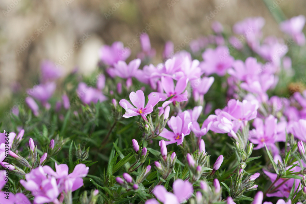 Obraz premium pinke blume