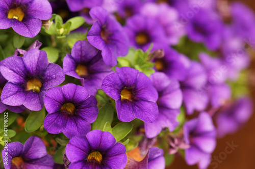 petunie violett blume
