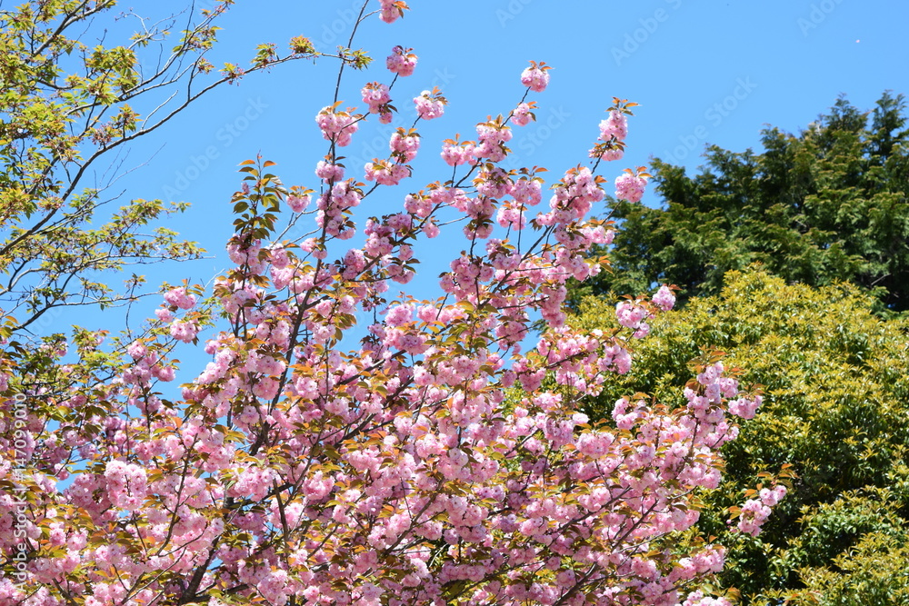 八重桜と新緑と青空 八重桜と新緑と青空