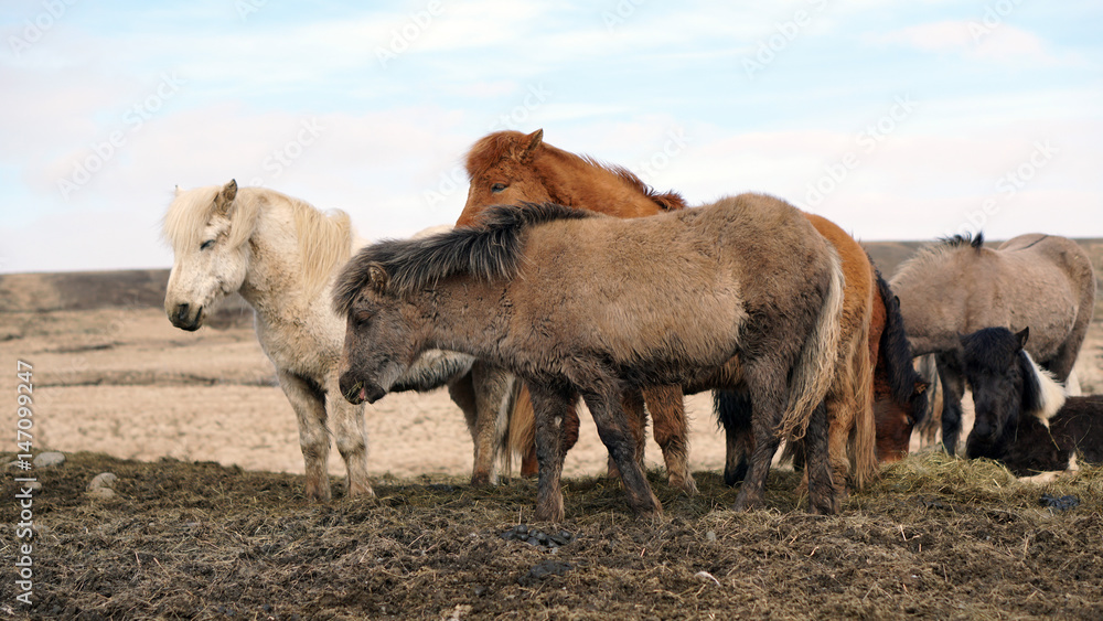 herd of Icelandic horses in winter ourdoor meadow