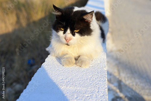Katt karpathos, grekland photo