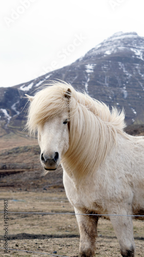 Fototapeta Naklejka Na Ścianę i Meble -  Beautiful white Icelandic horse portrait. Horse’s mane moving in strong wind