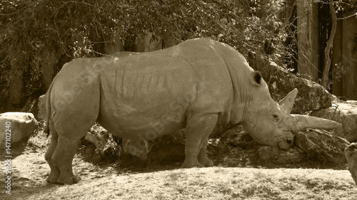 Rhinoceros Standing Alone