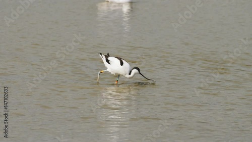 Pied Avocet (Recurvirostra avosetta) feeding or foraging in the shallows