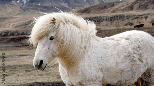 Fototapeta Naklejka Na Ścianę i Meble -  Beautiful white Icelandic horse portrait. Horse’s mane moving in strong wind