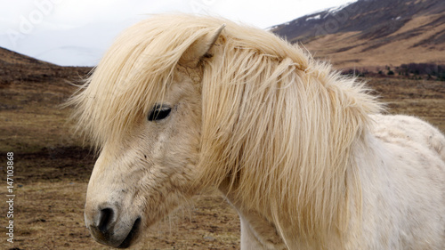 Fototapeta Naklejka Na Ścianę i Meble -  Beautiful white Icelandic horse portrait. Horse’s mane moving from strong wind