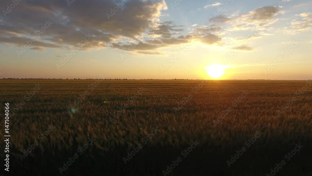 Tracking aerial shot of wheat field at stunning sunset with huge white clouds on the horizon. Tracking aerial shot of wheat field at stunning sunset with huge white clouds on the horizon.