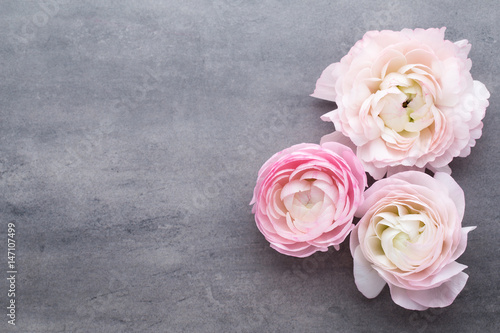 Pink beautiful ranunculus on gray background.