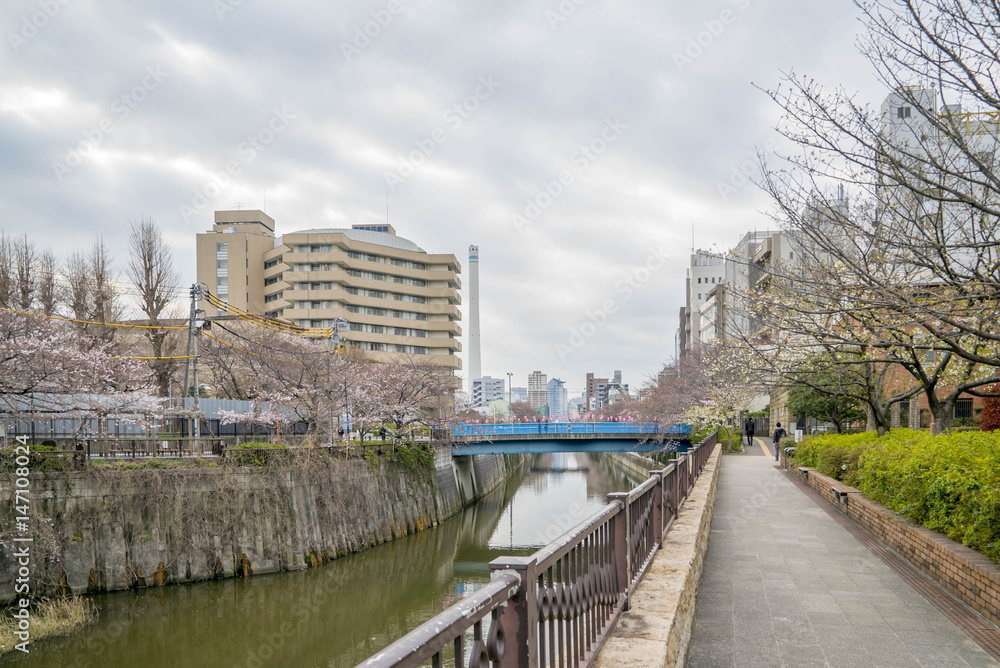 Tokyo, Japan - April 3, 2017: Many people enjoy viewing cherry blossoms (sakura hanami) at Meguro River. Meguro River is the most famous place to enjoy cherry blossoms which is a Japanese custom.