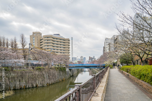 Tokyo, Japan - April 3, 2017: Many people enjoy viewing cherry blossoms (sakura hanami) at Meguro River. Meguro River is the most famous place to enjoy cherry blossoms which is a Japanese custom. © mezairi