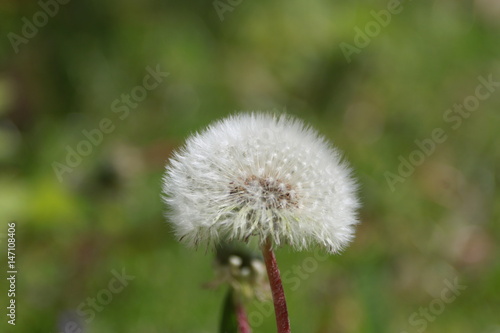 Pusteblume