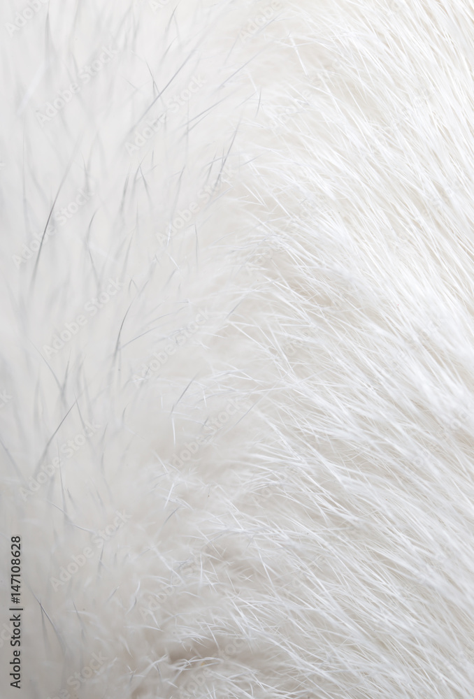 White hair on the cat as background White hair on the cat as background