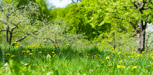 Fototapeta Naklejka Na Ścianę i Meble -  Lush lawn with dandelions and green tree