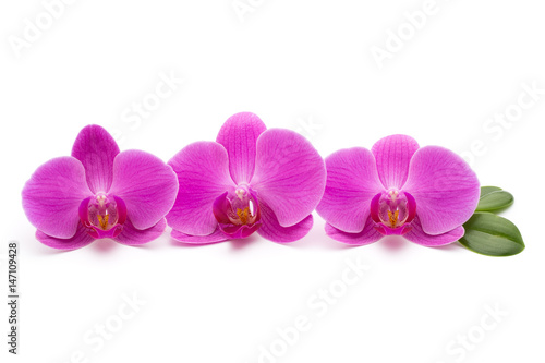 Pink orchid on the white background.