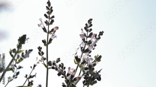 Sage (Salvia friticosa) plant moving on wind