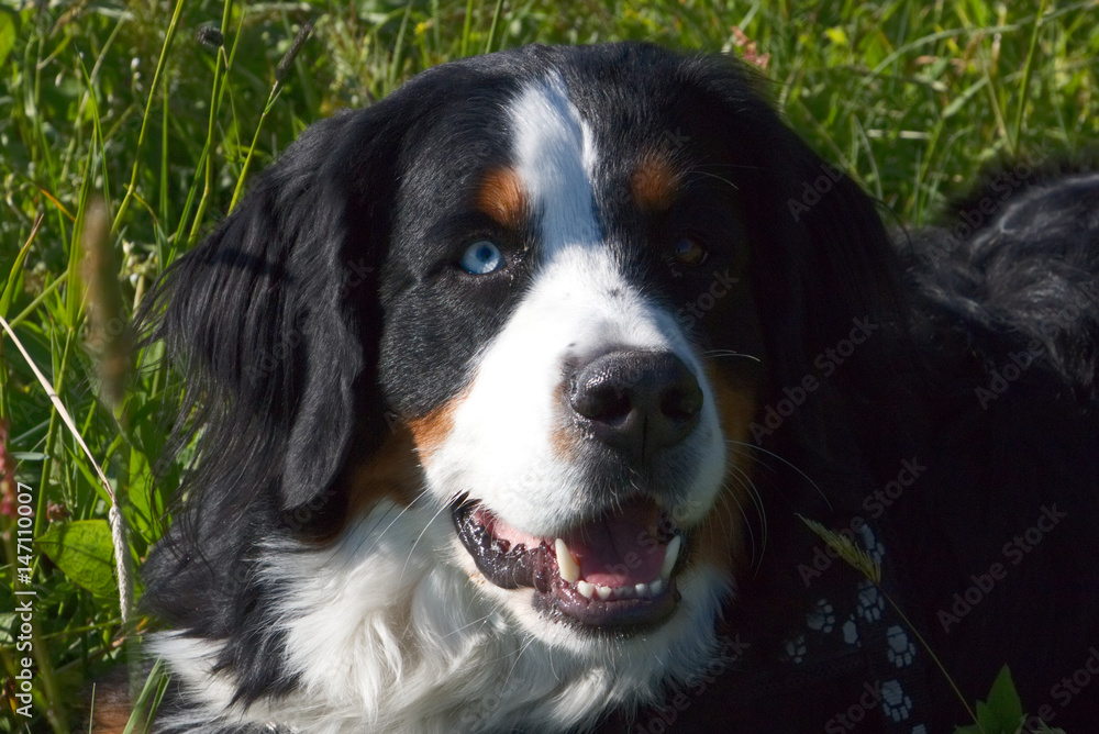 Bernese Cattle dog with two different eyes Bernese Cattle dog with two different eyes