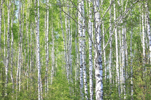 Beautiful landscape with young juicy birches with green leaves and with black and white birch trunks in sunlight in the morning in spring