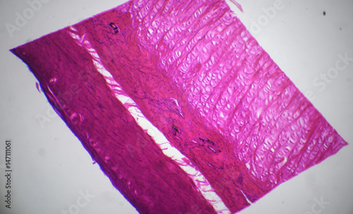 Dense connective tissue,rattit under the microscope photo
