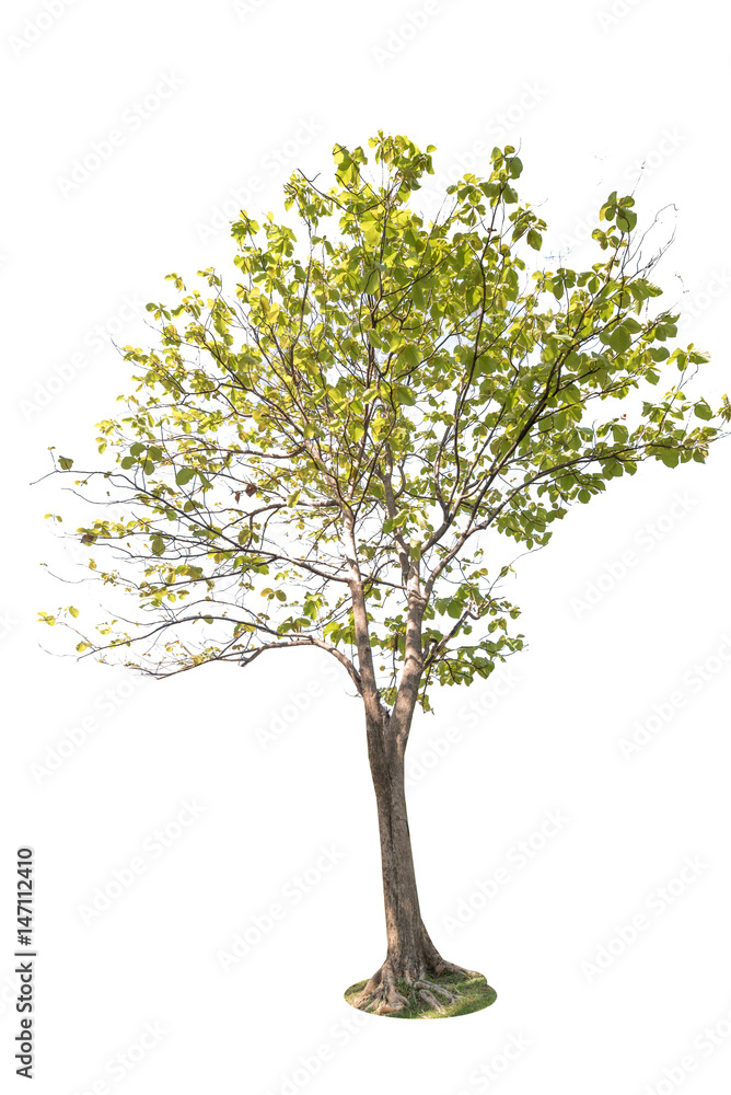 Obraz premium Big trees isolated on white background