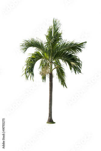 Green beautiful palm tree isolated on white background © ic36006