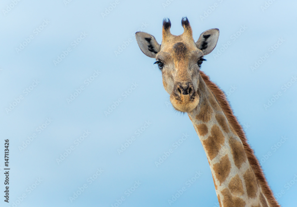 Naklejka premium Kopf einer Giraffe