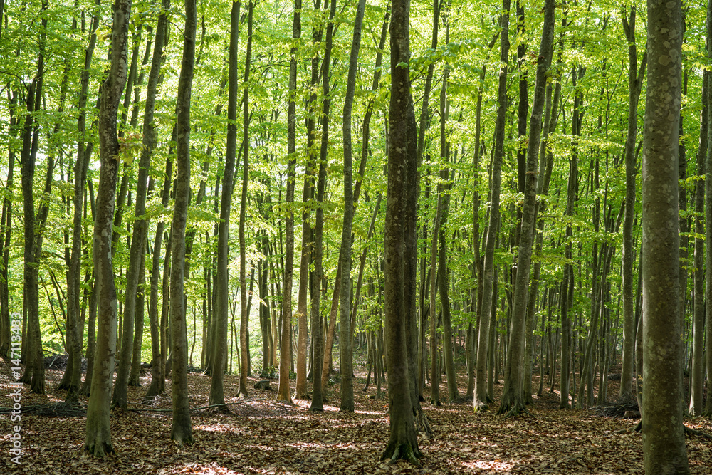 Obraz premium 十日町の美人林