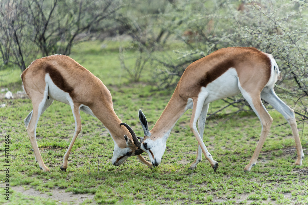 zwei Springböcke kämpfen, Etosha Nationa Park, Namibia