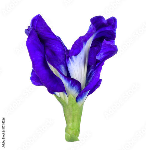 Butterfly Pea isolated on white background