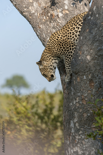 Leopard (Panthera pardus) in a marula tree (Sclerocarya birrea). Limpopo Province. South Africa photo