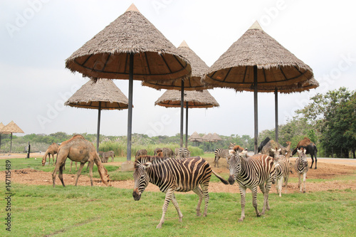 Zebra and Camel in the nature wild