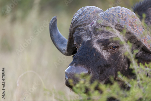 African buffalo or Cape buffalo (Syncerus caffer) portrait. Limpopo Province. South Africa