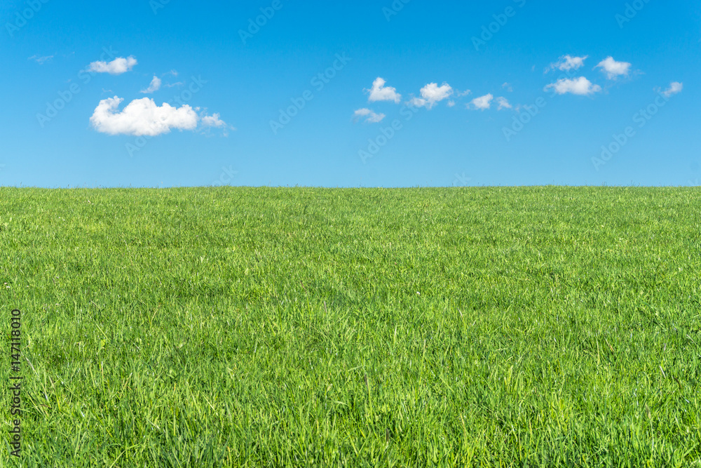 Green grass field with clear blue sky and white clouds