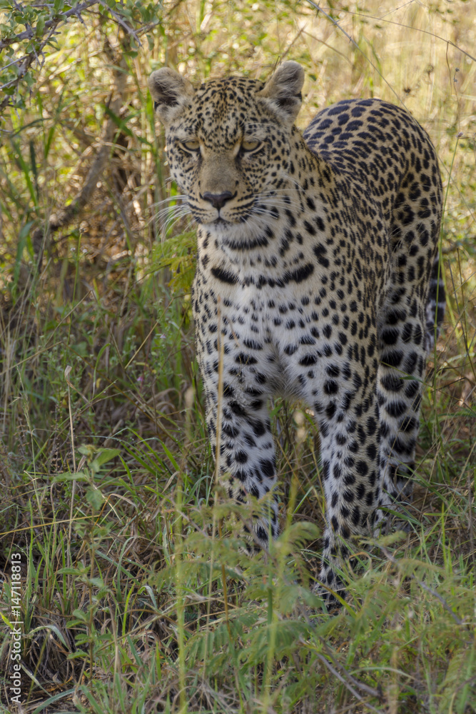 Leopard (Panthera pardus). Limpopo Province. South Africa Leopard (Panthera pardus). Limpopo Province. South Africa