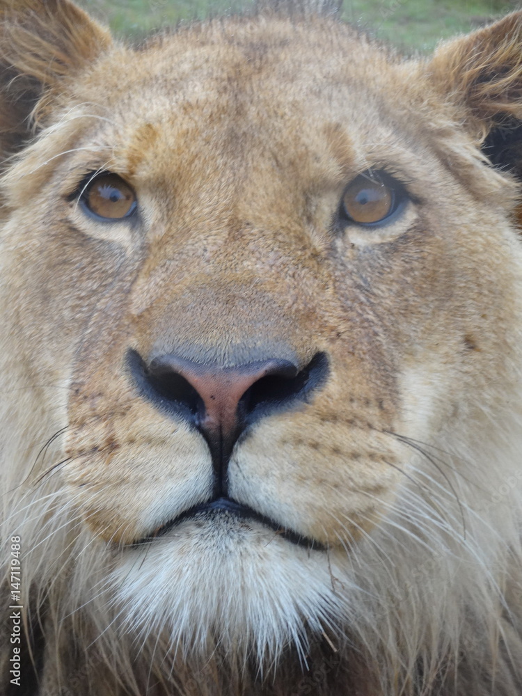 Fototapeta premium Lion face male