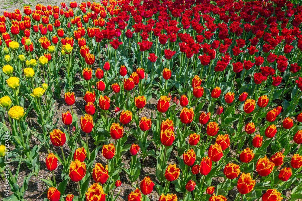 Beautiful tulips in the spring. A variety of spring flowers blooming in the beautiful garden. Landscape design - the flower beds of tulips. Skagit, Washington State, USA.