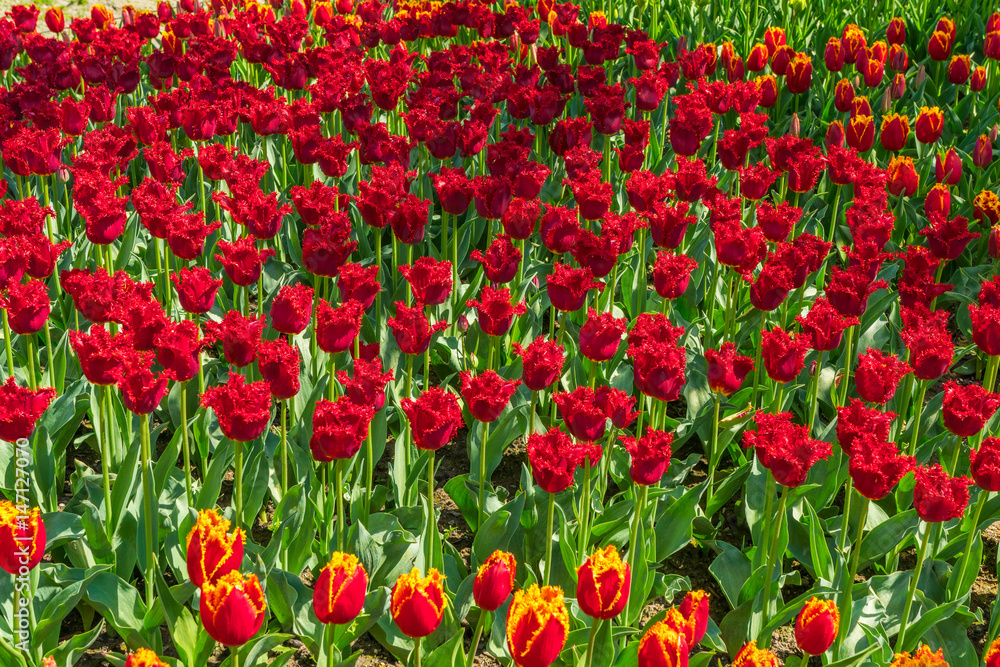 Beautiful tulips in the spring. A variety of spring flowers blooming in the beautiful garden. Landscape design - the flower beds of tulips. Skagit, Washington State, USA.