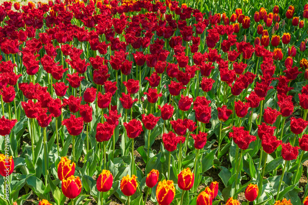 Beautiful tulips in the spring. A variety of spring flowers blooming in the beautiful garden. Landscape design - the flower beds of tulips. Skagit, Washington State, USA. Beautiful tulips in the spring. A variety of spring flowers blooming in the beautiful garden. Landscape design - the flower beds of tulips. Skagit, Washington State, USA.