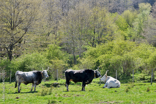 Three cows in a green field © tanialerro