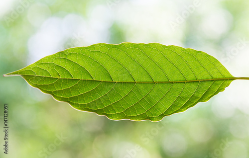 mitragyna speciosa korth a drug from plant.