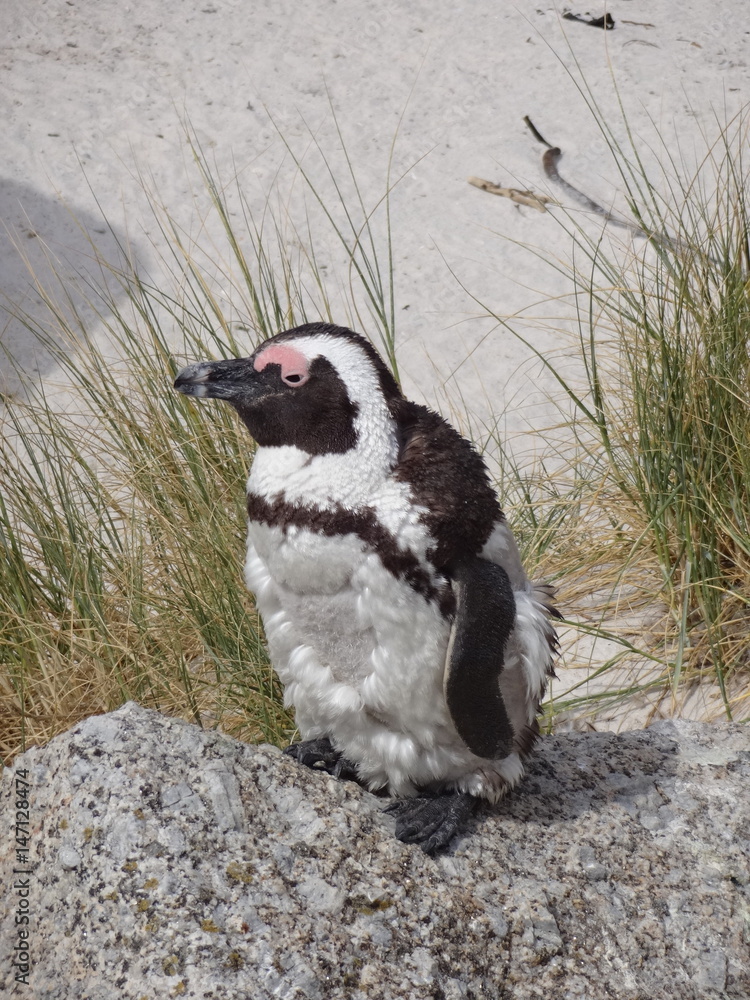 Fototapeta premium Penguin