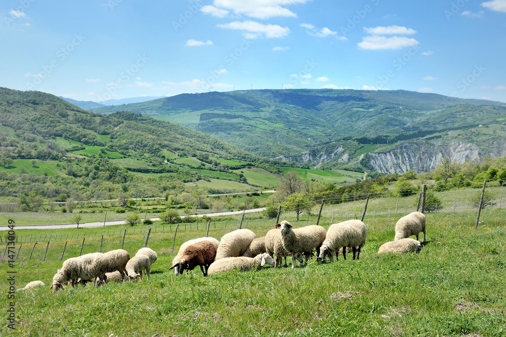Obraz premium Sheep in nature grazing on a hill meadow
