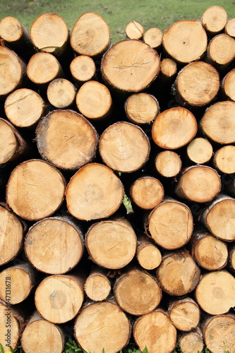 Brennholz im Wald
