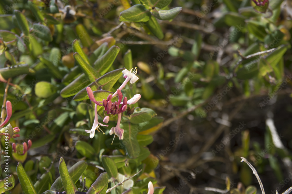 Naklejka premium Honeysuckle (Lonicera implexa)