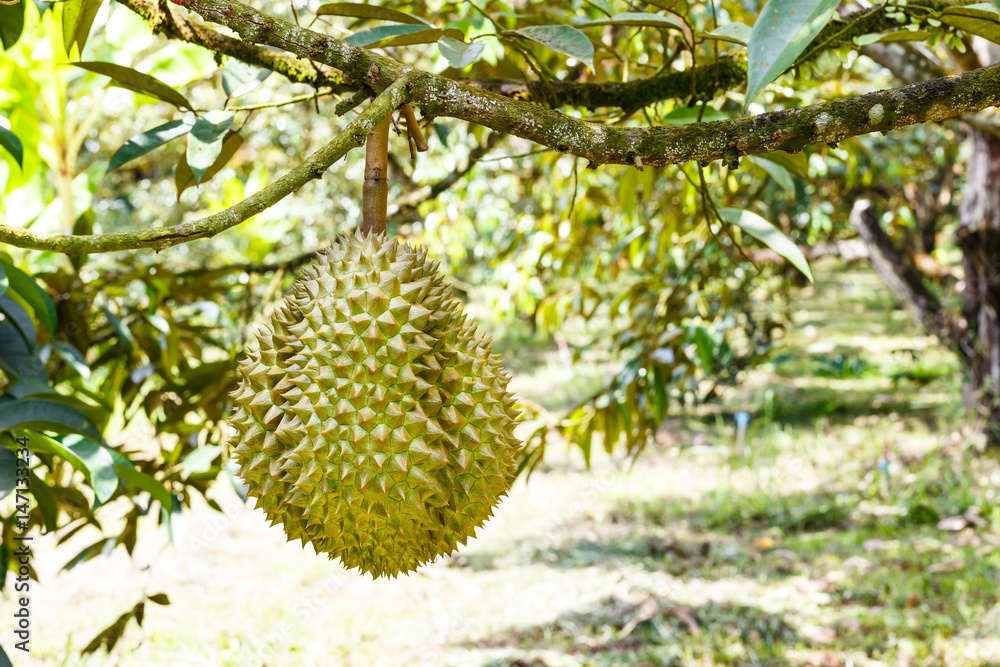 Mon Thong durian, king of tropical fruit on tree Mon Thong durian, king of tropical fruit on tree