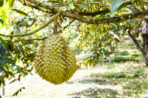 Mon Thong durian, king of tropical fruit on tree © mathisa