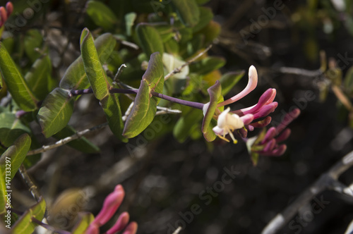 Honeysuckle (Lonicera implexa)