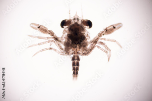 Canvas Print Crab larvae (zooplankton) in marine under microscope.
