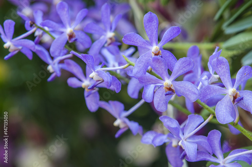 beautiful orchid flower in garden.