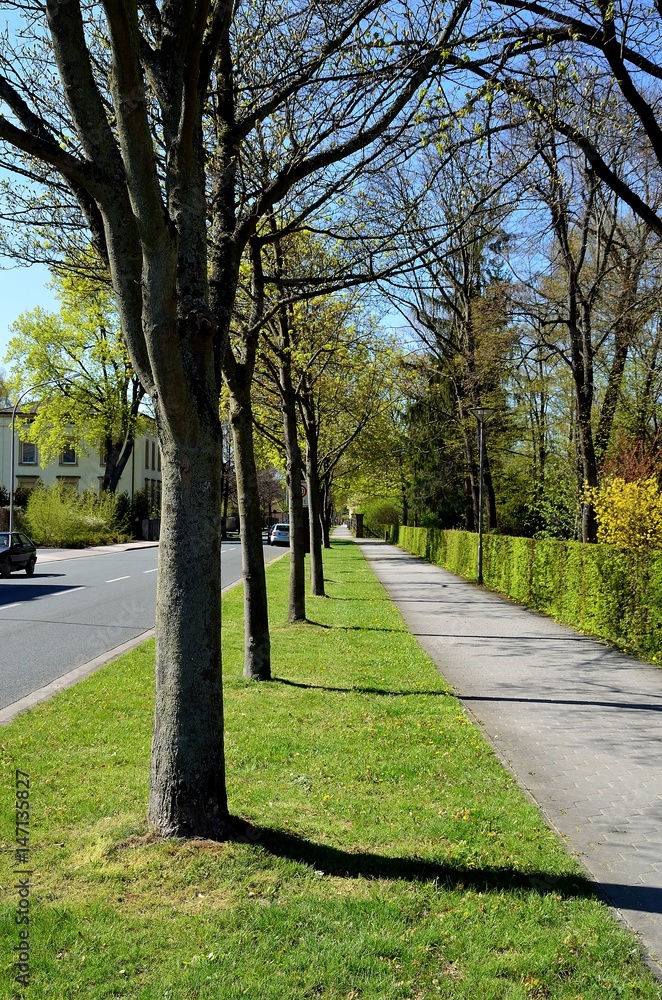 Fototapeta premium Weg mit Bäumen und Hecke