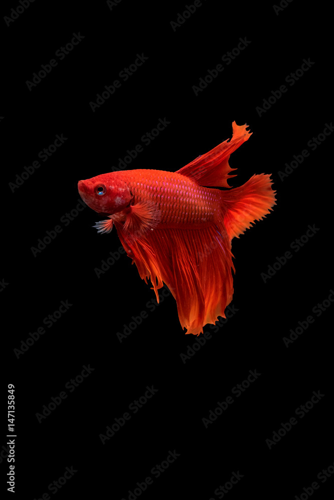 Fototapeta premium Halfmoon Plakad